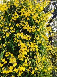 Close-up of yellow flowers