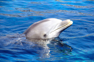 Dolphin swimming in water