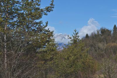 Trees growing in forest against sky