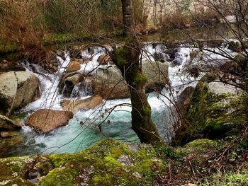 Scenic view of river in forest