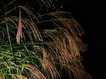 Full frame shot of plants against black background