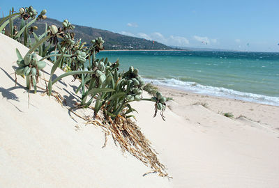 Plants on beach against sky