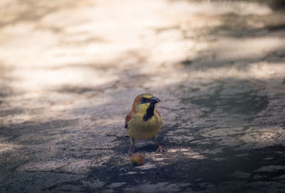 Close-up of bird perching on rock