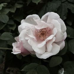 Close-up of rose blooming outdoors