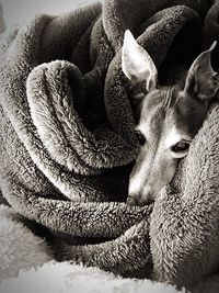 Close-up of a dog resting