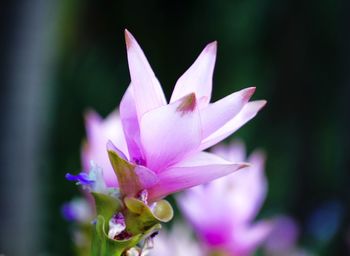 Close-up of pink water lily