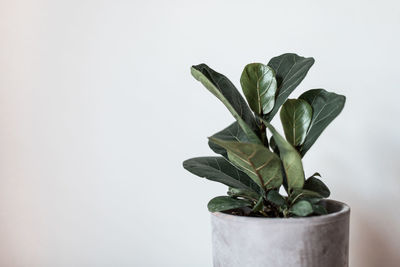 Close-up of fiddle leaf plant on table against white background