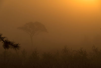 Trees at sunset