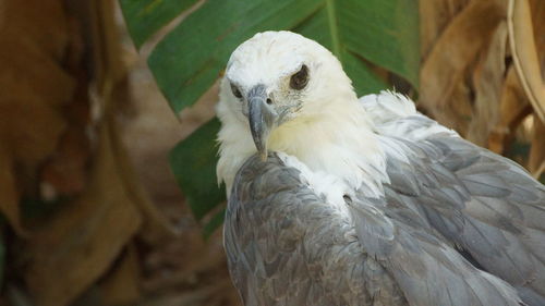 Close-up of eagle perching on tree