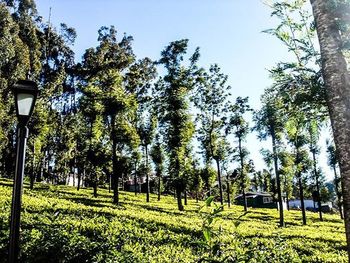 Trees growing in park