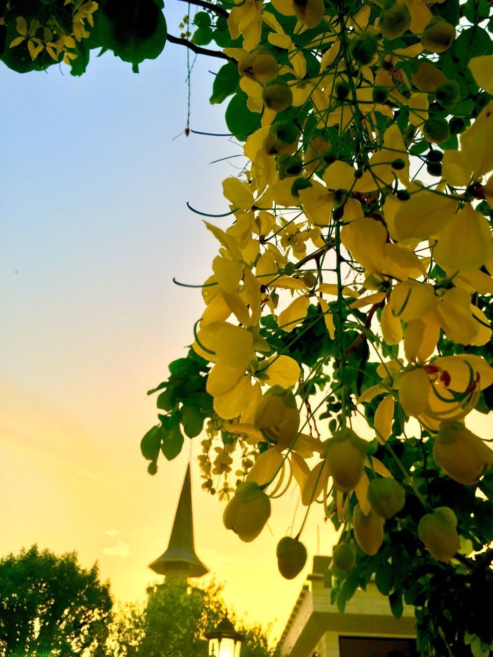 LOW ANGLE VIEW OF FLOWERING PLANT AGAINST SKY