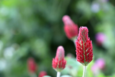 Close-up of pink flower