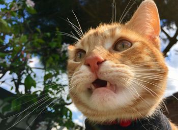 Ginger tabby cat in the garden