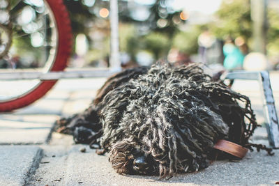 Close-up of dog outdoors