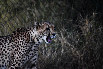 Close-up of cheetah