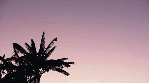 Low angle view of silhouette palm tree against clear sky