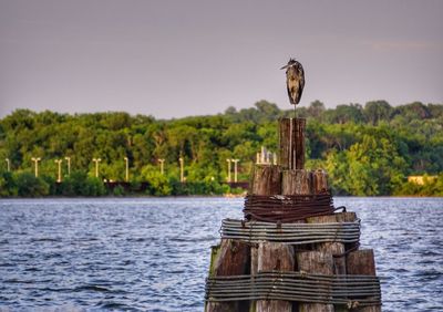 Close-up of bird perching on wooden post by lake against sky