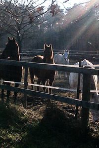 Horse on fence