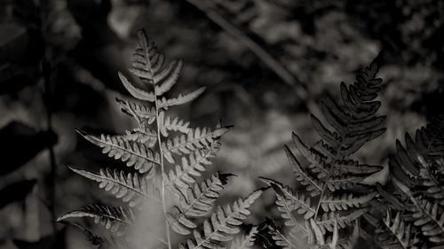 Close-up of dry leaves