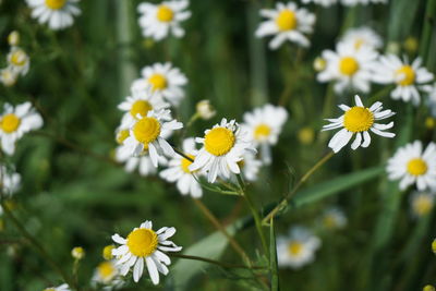 Close-up of yellow flowers blooming outdoors