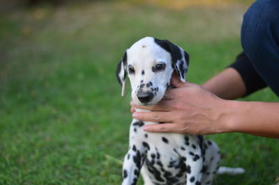 Close-up of hand holding dog