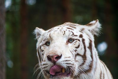 White tiger concentrated