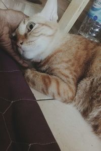 Close-up of cat