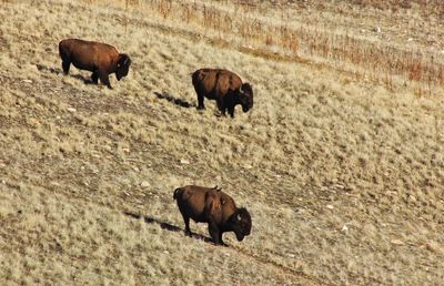 High angle view of american bison on field