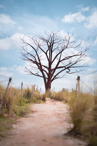 Bare tree on field against sky