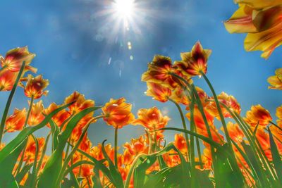 Low angle view of sunlight streaming through plants against sky