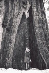 Rear view of woman standing against tree trunk at sequoia national park