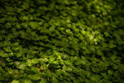 Close-up of green leaves