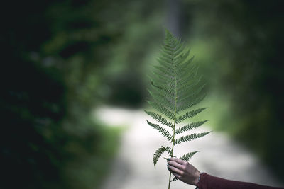 Close-up of plant against blurred background