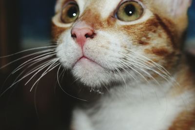 Close-up of kitten looking up