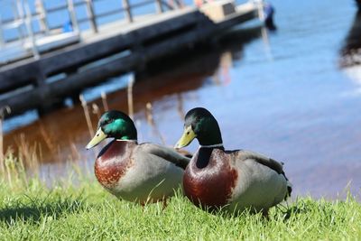 Close-up of duck in lake