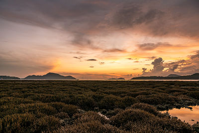 Scenic view of field against sky during sunset