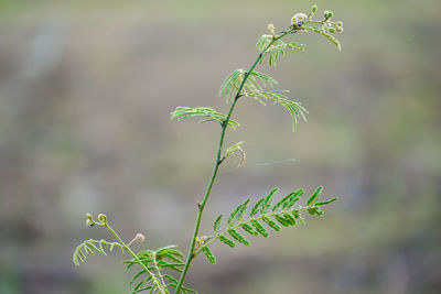 Close-up of plant