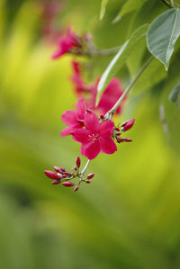 Close-up of pink flower blooming outdoors