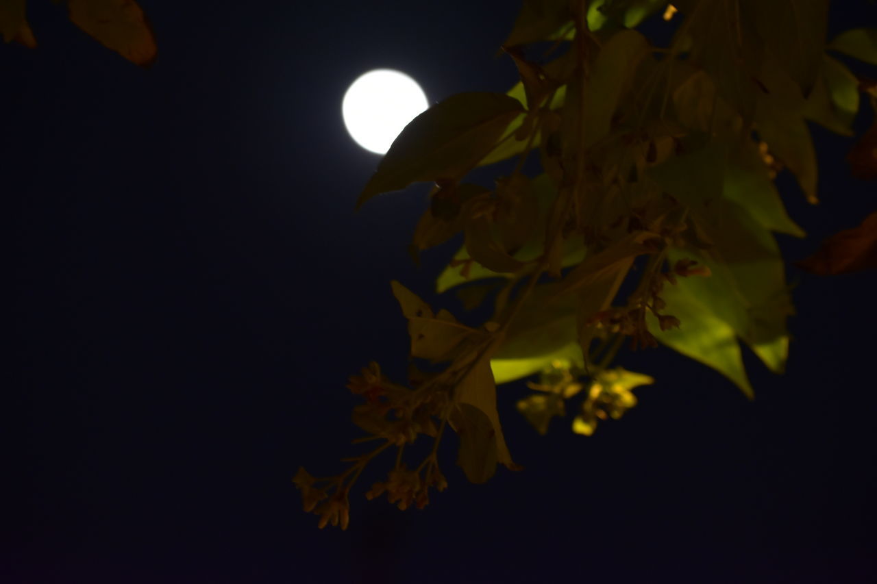 moon, yellow, night, leaf, nature, plant part, light, plant, full moon, beauty in nature, sky, tree, no people, branch, astronomical object, darkness, outdoors, space, low angle view, astronomy, moonlight, tranquility, growth, dark, autumn, copy space