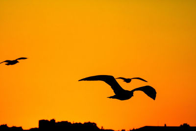 Silhouette birds flying against orange sky