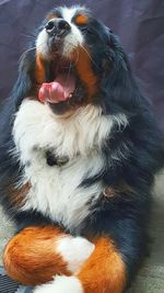 Close-up portrait of dog relaxing