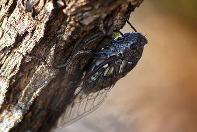 Close-up of insect on tree trunk