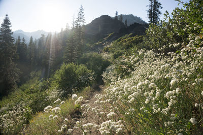 Plants growing on land against sky