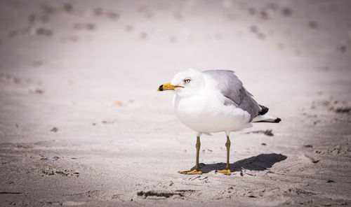 Close-up of seagull perching on beach