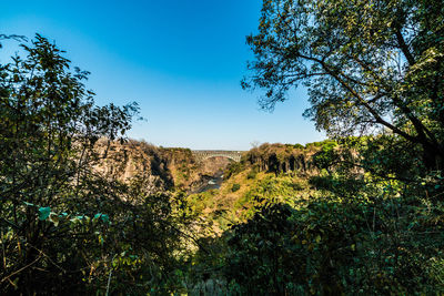 Plants on landscape against blue sky