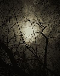 Low angle view of bare trees against sky