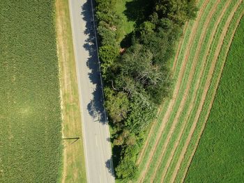 High angle view of agricultural field