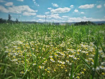 Crops growing on field against sky