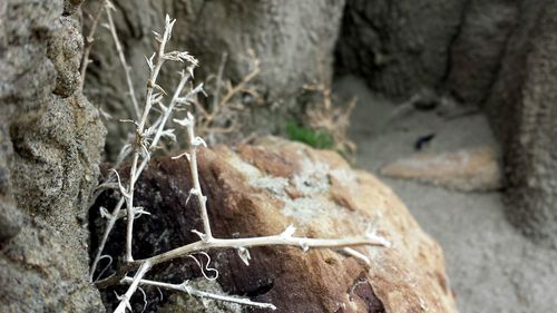 Close-up of tree trunk