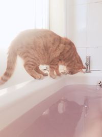 Cat looking away in bathroom